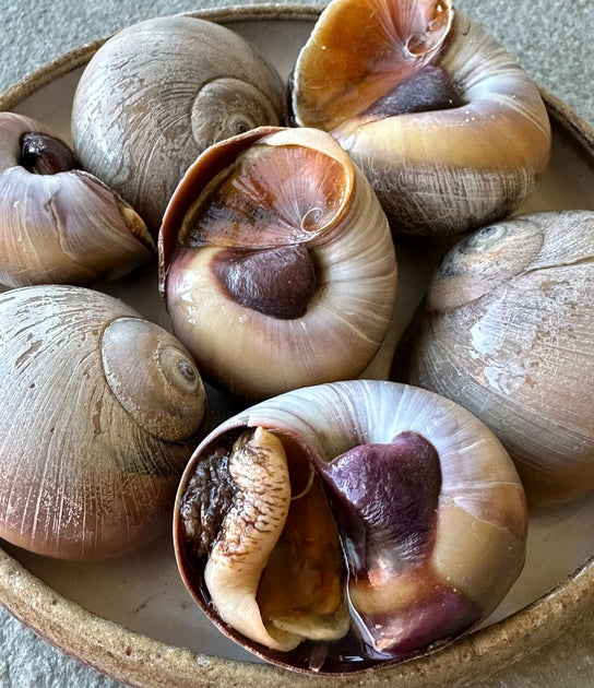 Atlantic Moon Snails (1 lb) - Buy at Regalis Foods