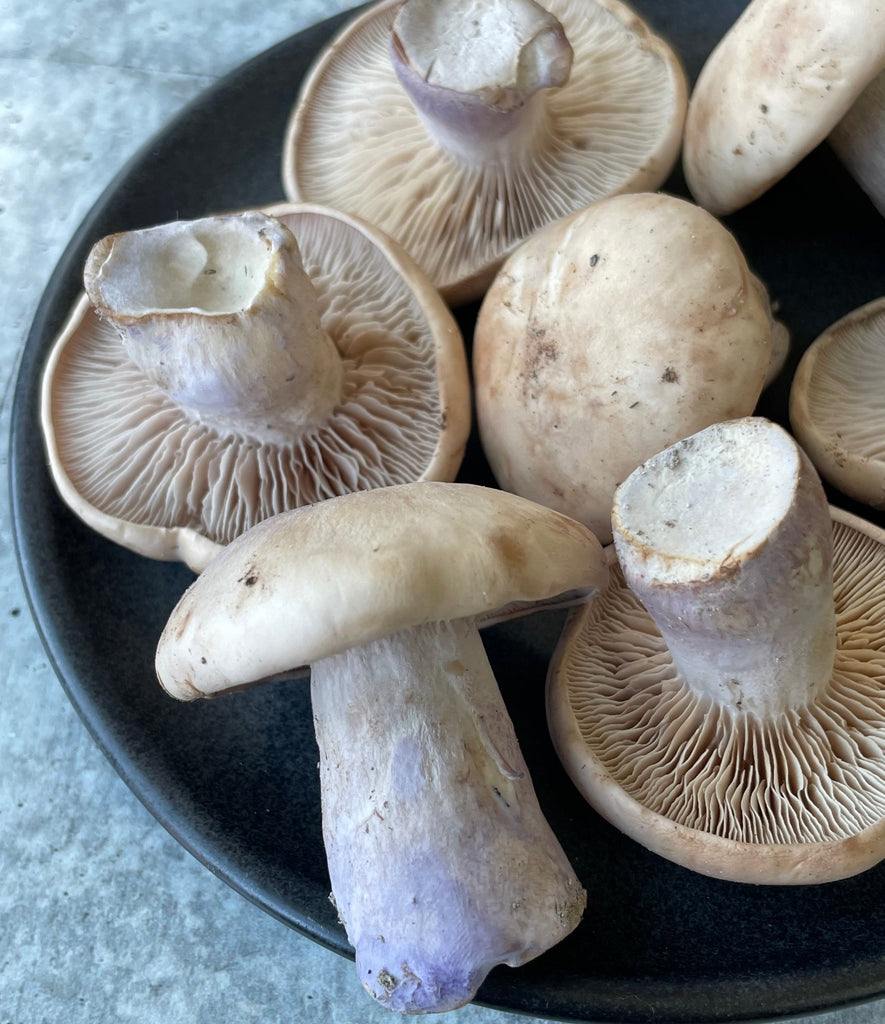 French Bluefoot Mushrooms - Buy at Regalis Foods