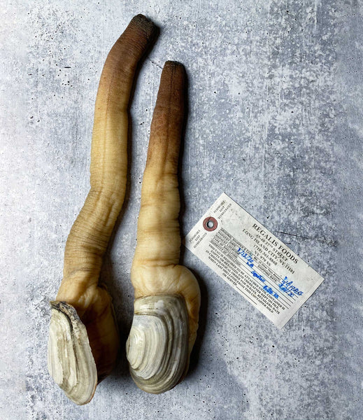 Pacific geoduck online