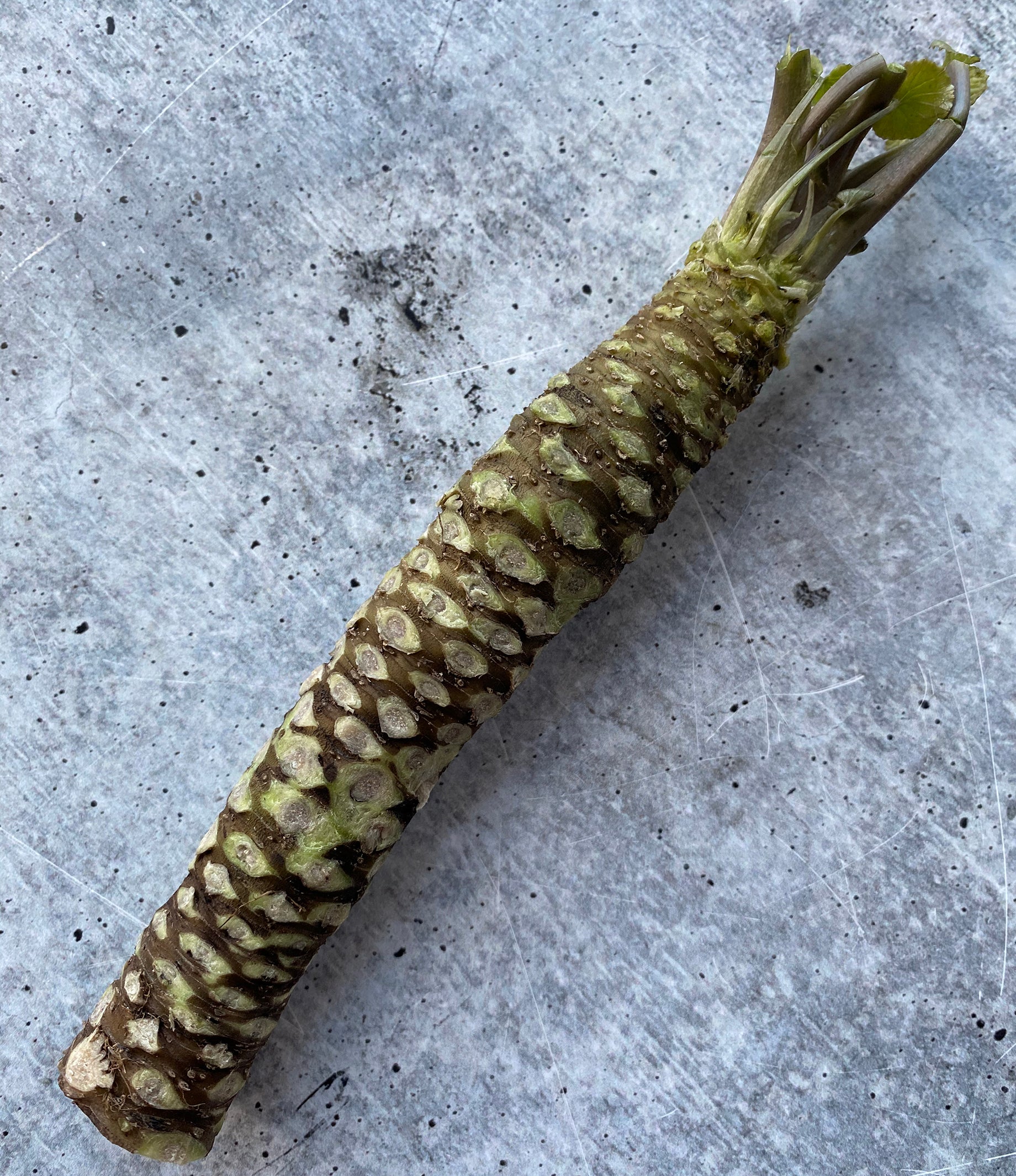 Fresh California Wasabi Rhizome - Daruma Variety - Buy at Regalis