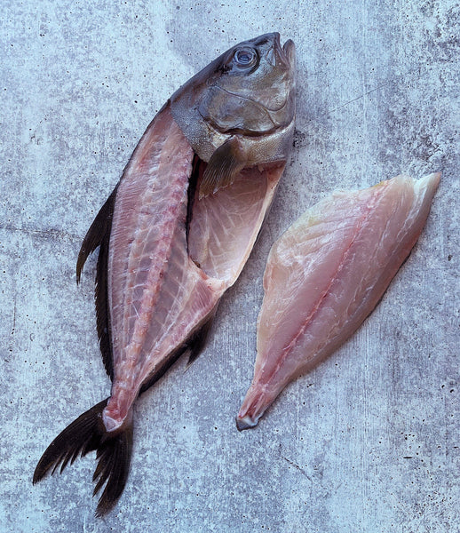 How To Ikejime: Elevating Fish Quality, Humanely – KILLSHOT Life